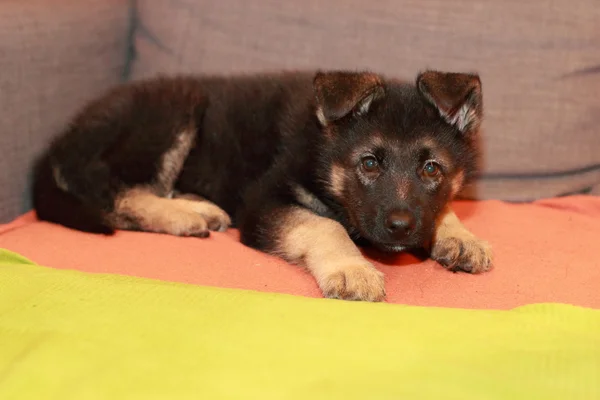 Shepherd puppy dog — Stock Photo, Image