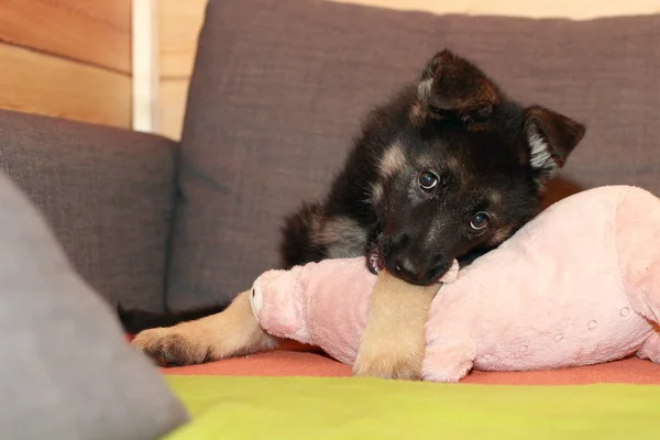 Shepherd puppy dog — Stock Photo, Image