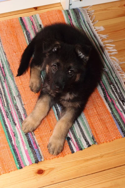 Herder puppy hondje — Stockfoto