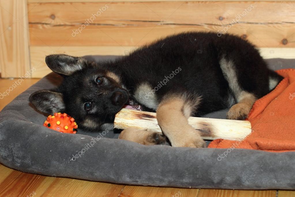 Are German Shepherds Chewers