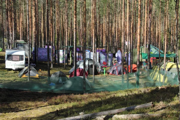 Camping in a pine — Stock Photo, Image