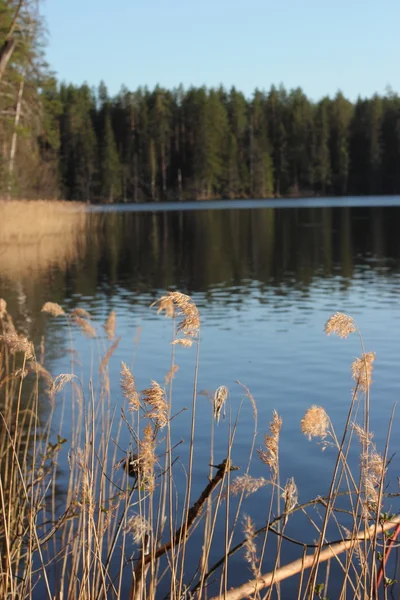 Kultaiset piikit järvellä — kuvapankkivalokuva