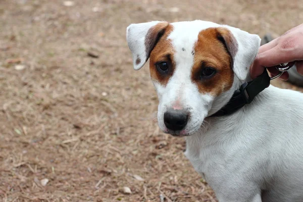 Perro crianza jack russell terrier — Foto de Stock