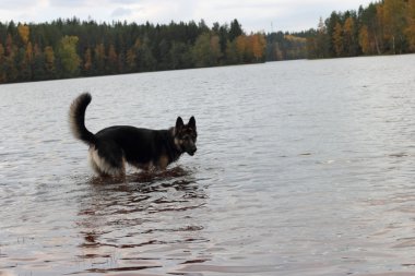 Alman çoban köpeği göldeki