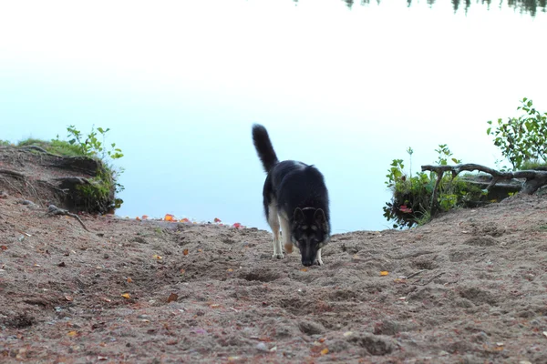 Perro pastor alemán en el lago — Foto de Stock