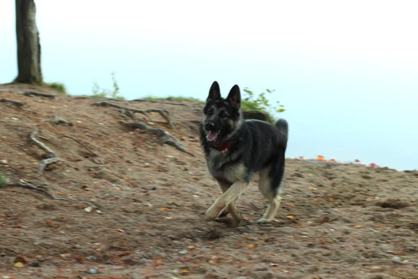 Perro pastor alemán en el lago — Foto de Stock