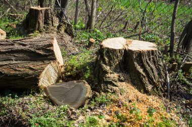 Ahşap ve kütük akasya dan kesmek