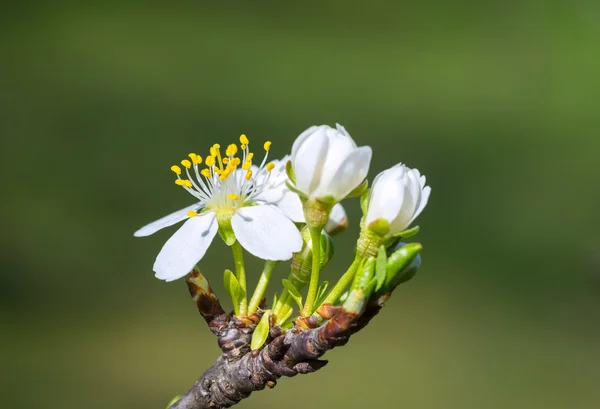 Plum flower in the spring