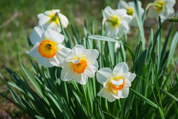 Weiße Narzissenblüte — Stockfoto