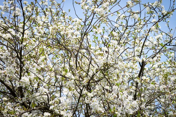 Árvore de cereja em flor — Fotografia de Stock