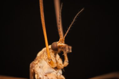 Uzun bacaklı vinç sinek makro closeup ile sivrisinek 