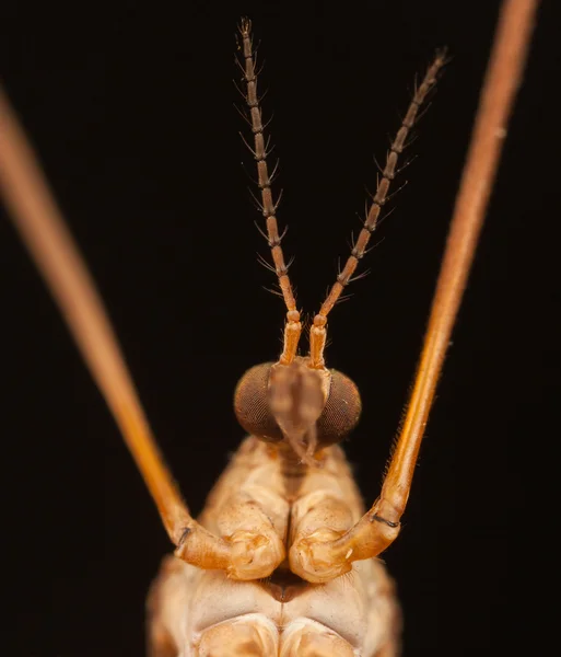 Komara z długie nogi Żuraw poleci makro zbliżenie — Zdjęcie stockowe