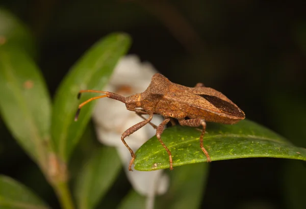 Stink bug resting on leaves — Stock Photo, Image