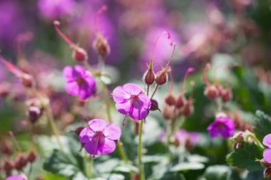 Mor çiçek çiçek açmış