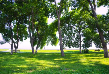 Ağaçlar, çim ve dinlenme için banklar