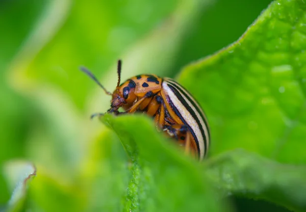 Escarabajo de la patata descansando sobre las hojas de las papas — Foto de Stock