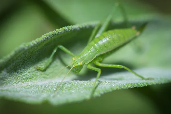 Grasshopper resting on the grass — Stock Photo, Image