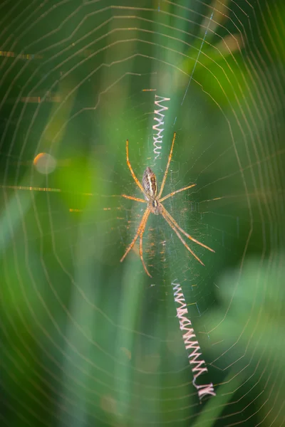 Pók darázs lappangó rovarok a hálózat — Stock Fotó