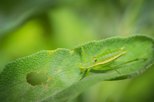 Sauterelle verte reposant sur les feuilles de l'herbe — Photo