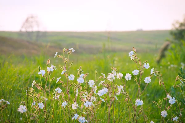 Fiori dalla natura, erba — Foto Stock