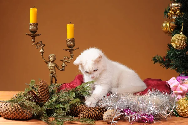 Gato Blanco Está Jugando Con Las Decoraciones Año Nuevo —  Fotos de Stock