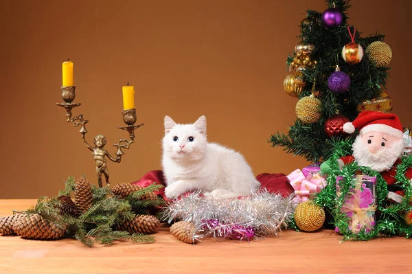 Witte Kat Speelt Met Nieuwjaarsversieringen — Stockfoto