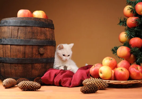 Witte Kat Speelt Met Nieuwjaarsversieringen — Stockfoto