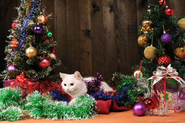 Gato Branco Está Brincando Com Decorações Ano Novo — Fotografia de Stock