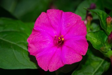 Bahçeden renkli çiçekler