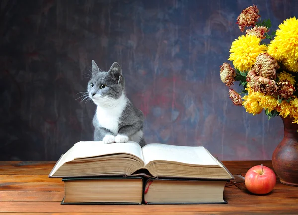 Katt poserar för på böcker och blommor — Stockfoto