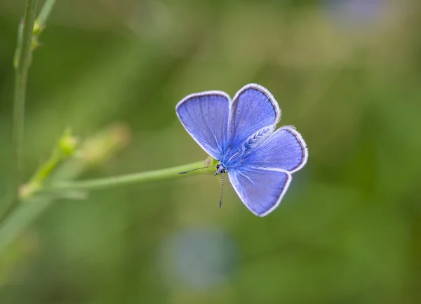 Motyl niebieski odpoczynek na trawie — Zdjęcie stockowe