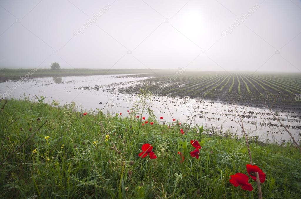 Flooded agricultural land
