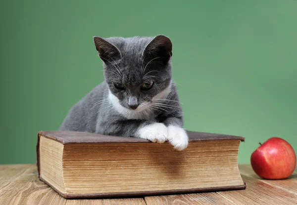 Γάτα ποζάρουν για το βιβλίο στο στούντιο — Φωτογραφία Αρχείου