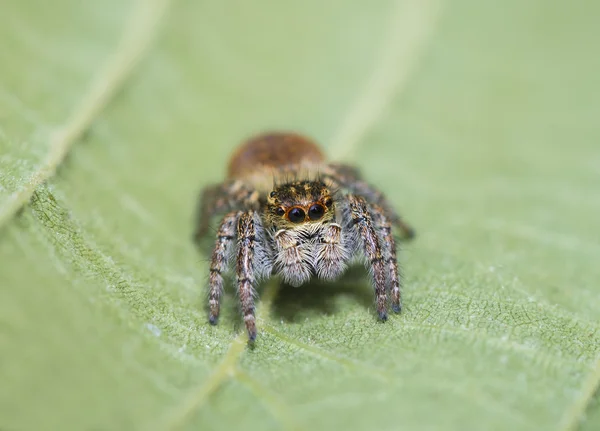 Spider jumper pózuje na listech — Stock fotografie