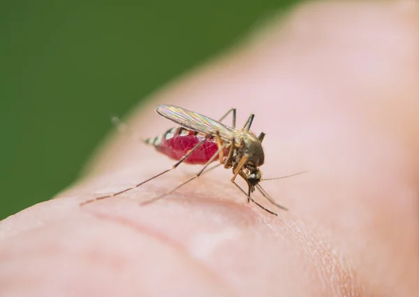 O mosquito tigre bebe sangue de — Fotografia de Stock