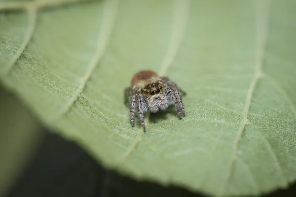 Spider jumper pózuje na listech — Stock fotografie