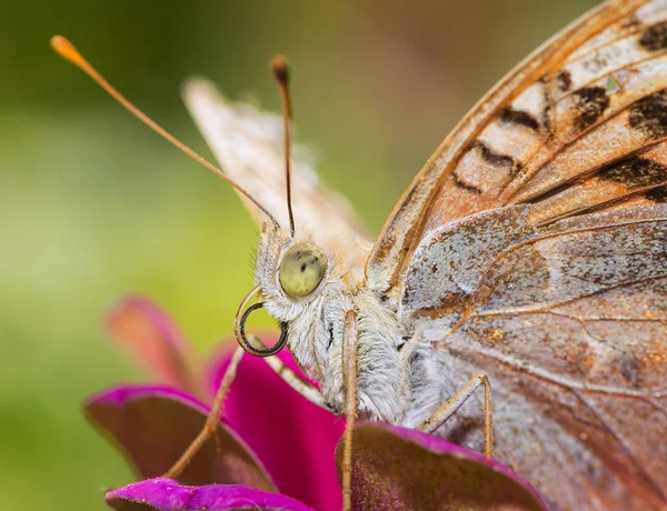 Barevný motýl sbírat pyl z květů — Stock fotografie