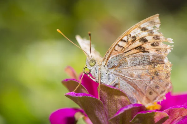 Colorful butterfly collecting pollen from flowers — Stock Photo, Image