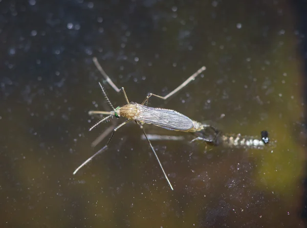 Larva de mosquito tigre emerge del agua —  Fotos de Stock