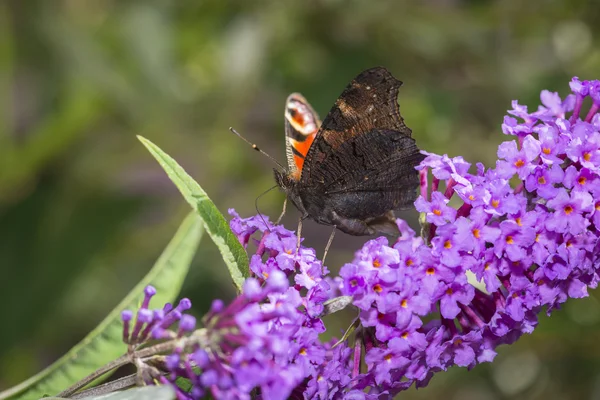Colorida mariposa coleccionando polen de budleje de flores —  Fotos de Stock