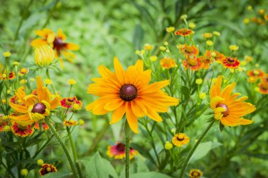 Taze çiçekler coneflower Bahçe