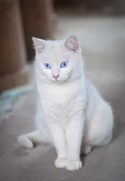 Witte kat met blauwe ogen — Stockfoto