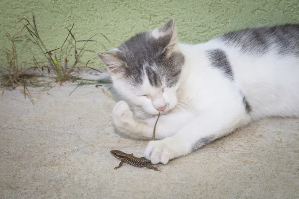 Gato está brincando com lagarto — Fotografia de Stock