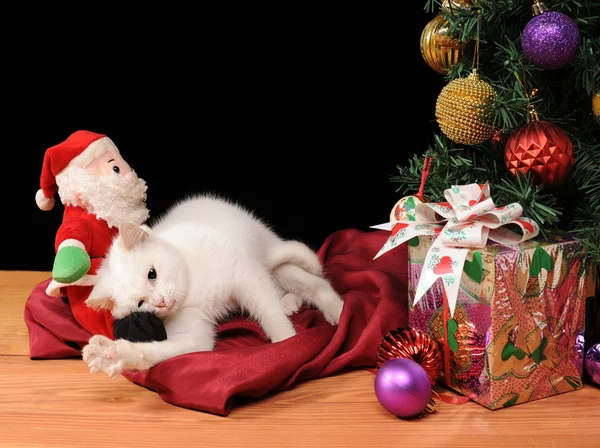 Noel Baba ile oynayan beyaz kedi — Stok fotoğraf