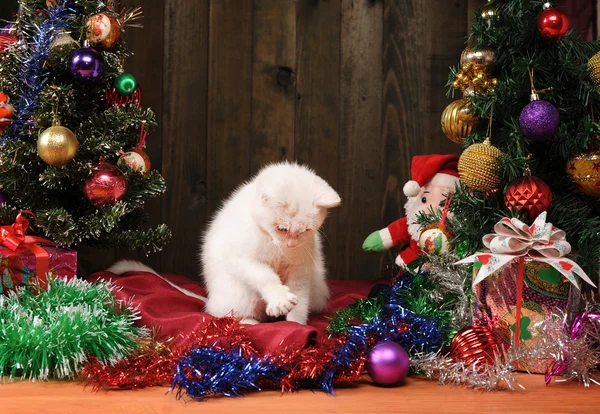 Weiße Katze spielt mit einem Weihnachtsmann — Stockfoto