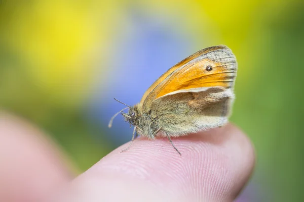 Farfalla appoggiata su un dito — Foto Stock