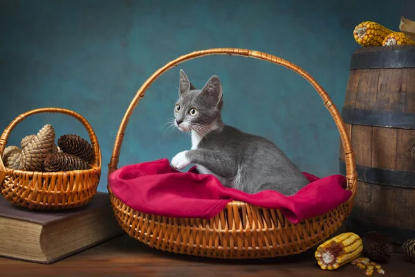 Cat playing and posing in a wicker basket — Stock Photo, Image