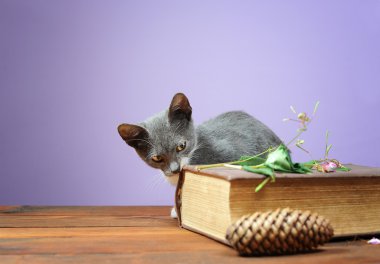 stüdyoda poz için kedi
