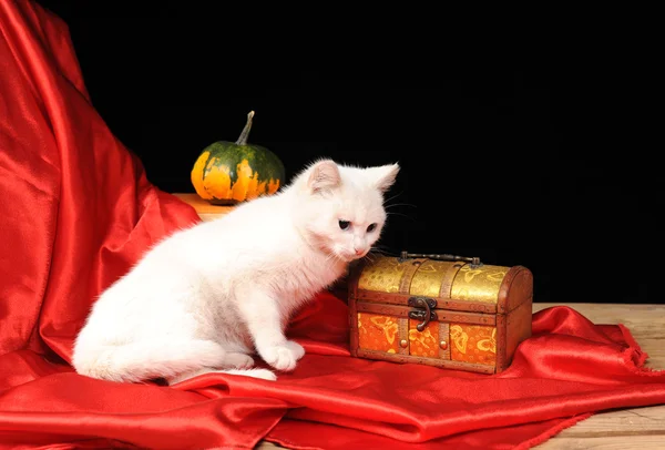 Gato blanco posando sobre la mesa —  Fotos de Stock