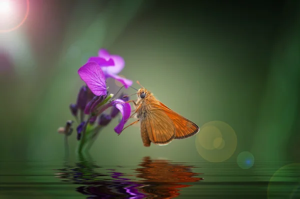 Papillon recueille le pollen d'une fleur pourpre — Photo